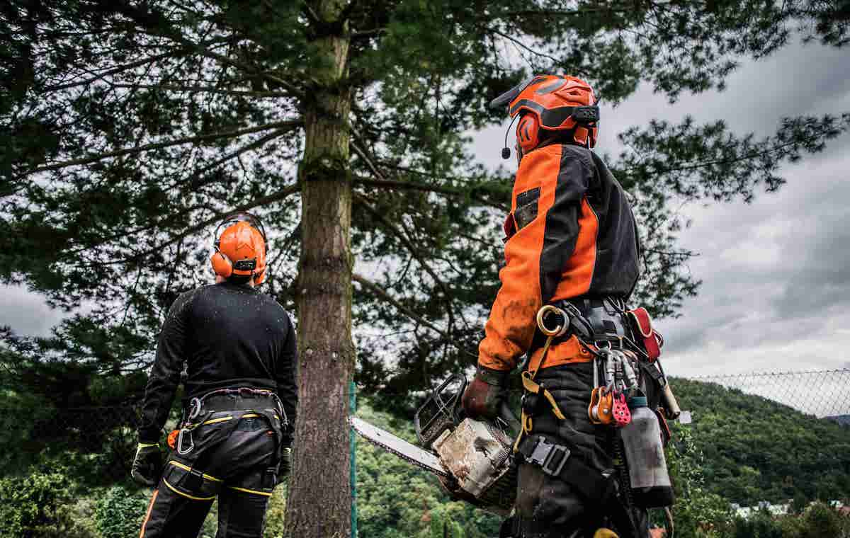 opération d'abattage d'arbre