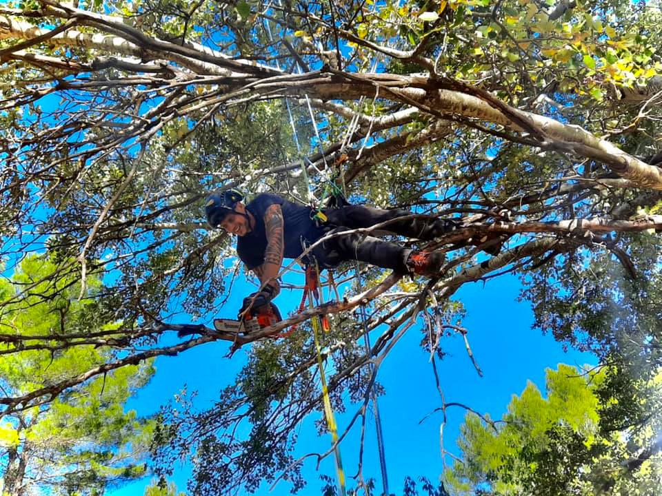 Elagage d'arbre dans le Var