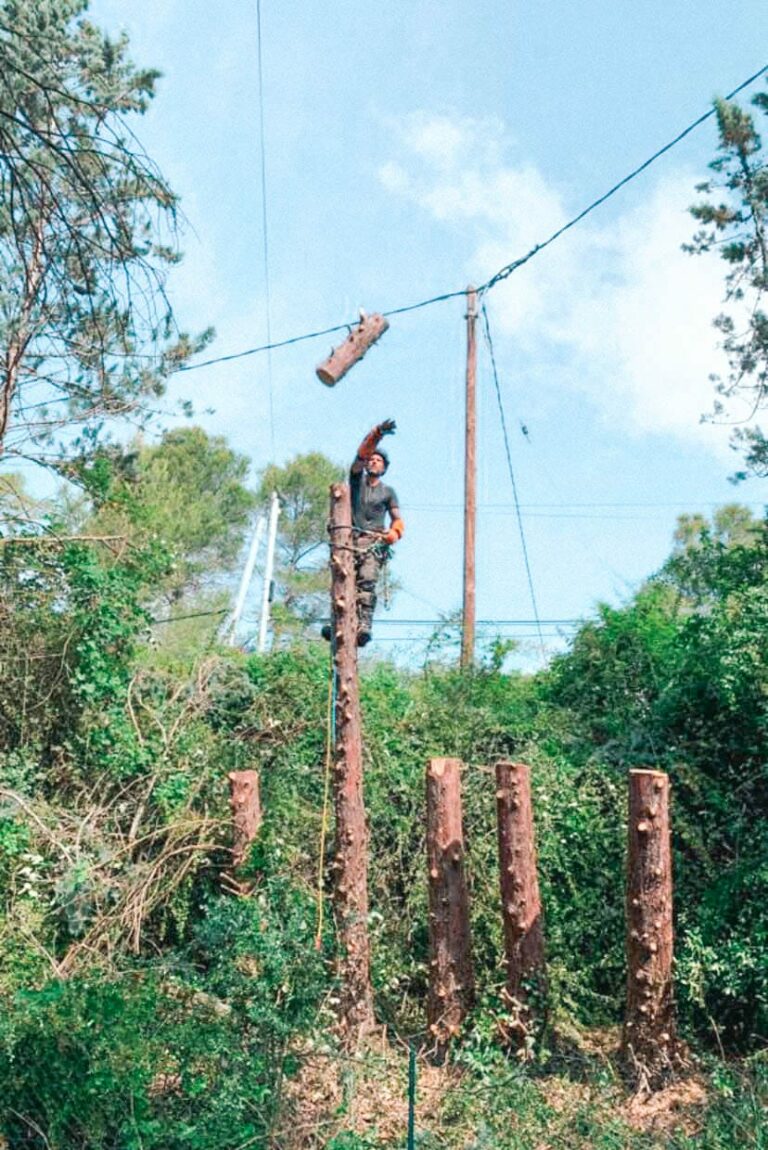 Abattage d'arbre en morceaux.jpg