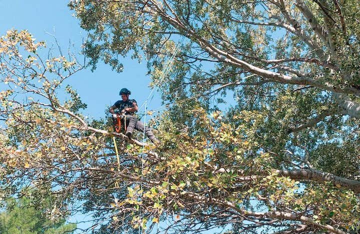 Elagage d'un arbre en rappel SD