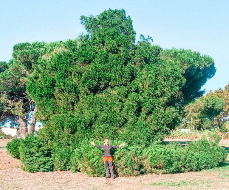 L'équipe MRL élagage devant un arbre coupé copie